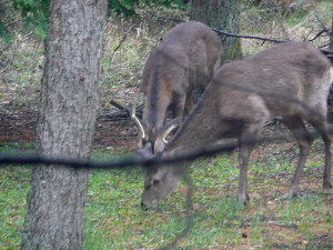 Deer3